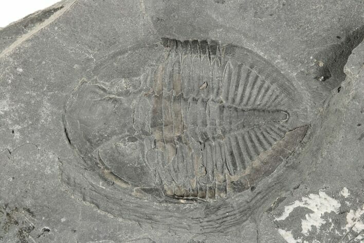 Prone Pseudogygites Trilobite Fossil - Ontario #191154